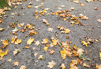 Image showing fallen autumn maple leaves on ground