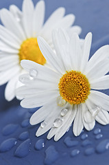 Image showing Daisy flowers with water drops