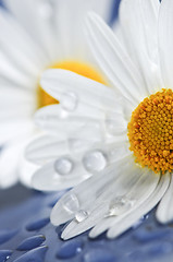 Image showing Daisy flowers with water drops