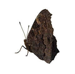 Image showing Butterfly