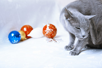 Image showing Christmas time for cat