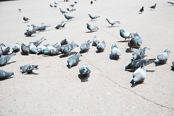 Image showing Pigeons on a city street