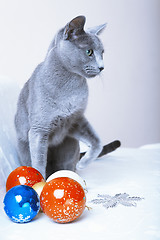 Image showing Christmas time for cat