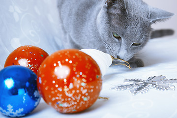 Image showing Christmas time for cat