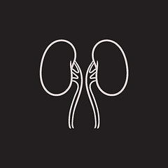 Image showing Kidney sketch icon.