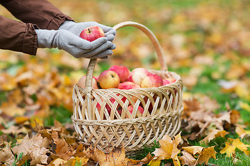 Image showing woman with basket of apples at autumn garden