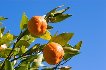 Image showing Mandarins