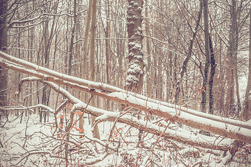 Image showing Trees with snow in a forest