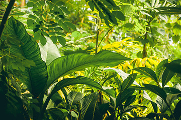 Image showing Jungle with tropical plants