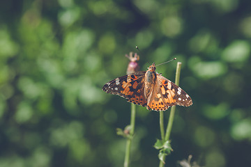 Image showing Vanessa Cardui butterfly in orange colors