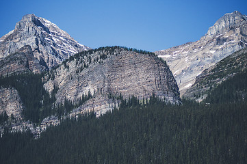 Image showing Pine tree forest in a park