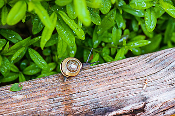 Image showing Snail in a wet garden