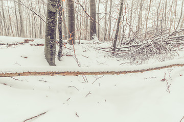 Image showing Snow on a large branch