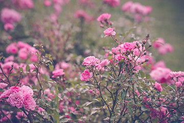 Image showing Romantic pink roses in a garden