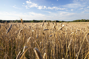 Image showing mature cereal, close-up