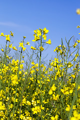 Image showing yellow flower of rape