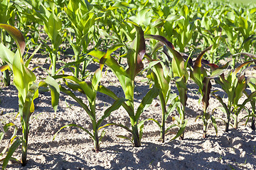 Image showing Field with corn