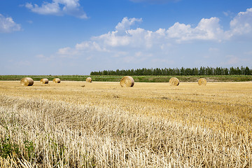 Image showing cereal harvest, summer