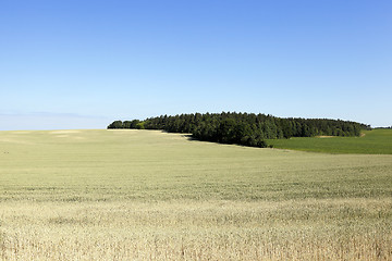 Image showing farm field cereals