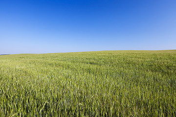 Image showing Field with cereal