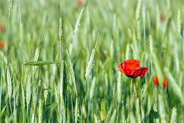 Image showing red poppies. summer