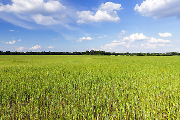 Image showing Field with cereal