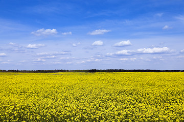 Image showing flowering canola. Spring