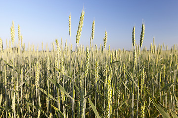 Image showing Field with cereal