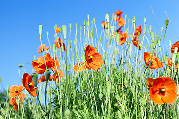 Image showing Red Poppy close up