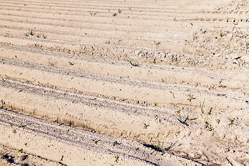 Image showing furrows in the field