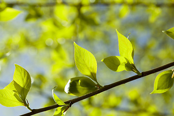 Image showing linden leaves, spring