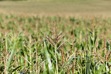 Image showing Field with corn