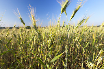 Image showing Field with cereal