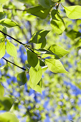 Image showing linden leaves, spring