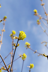 Image showing flowering maple, close up