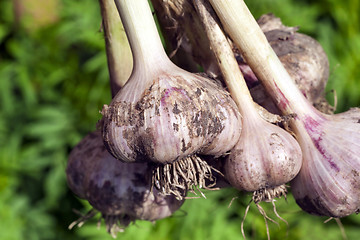 Image showing root of garlic, close-up