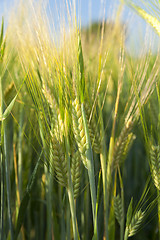 Image showing ripening cereals in the field