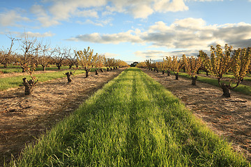 Image showing Rows of Cherry Trees