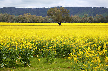 Image showing Tree in midst of blooming golden Canola