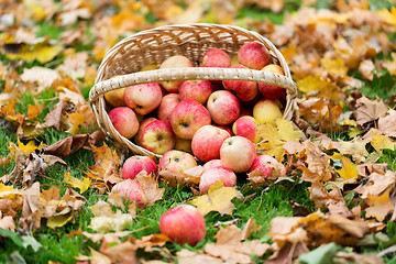 Image showing wicker basket of ripe red apples at autumn garden