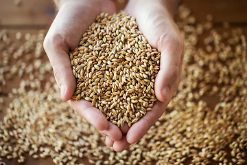 Image showing male farmers hands holding malt or cereal grains
