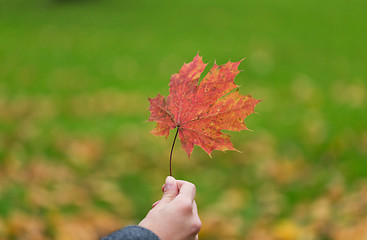 Image showing close up of woman hands with autumn maple leaves