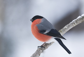 Image showing bullfinch