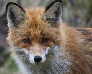 Image showing red fox