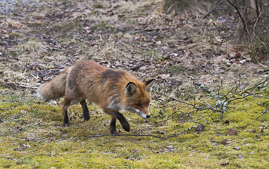 Image showing red fox