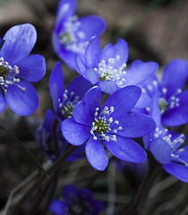 Image showing blue anemones