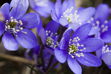 Image showing blue anemones