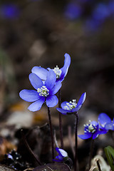 Image showing blue anemones