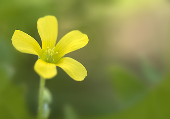 Image showing Common Yellow Wood-sorrel (Oxalis stricta)