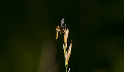 Image showing Robbery Fly